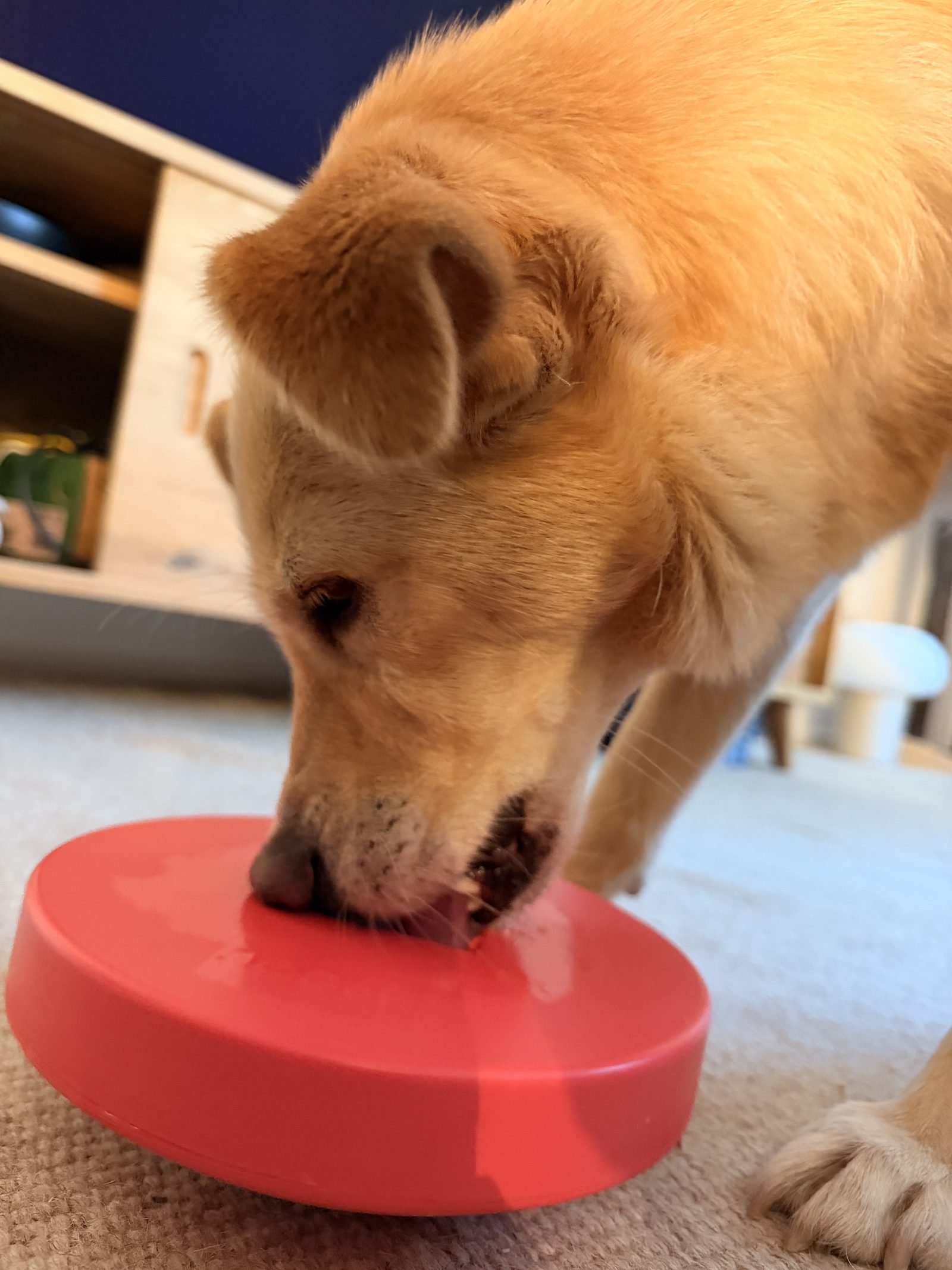 Hund frisst aus einem Napf