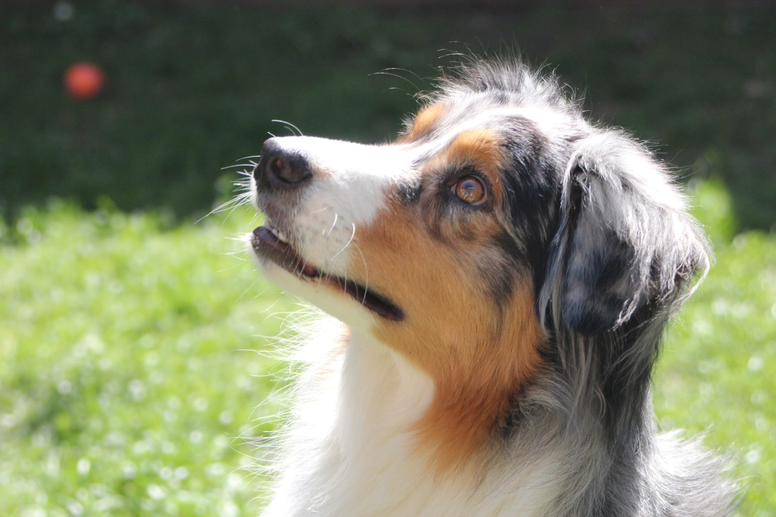 Nahaufnahme eines Hundes im Profil