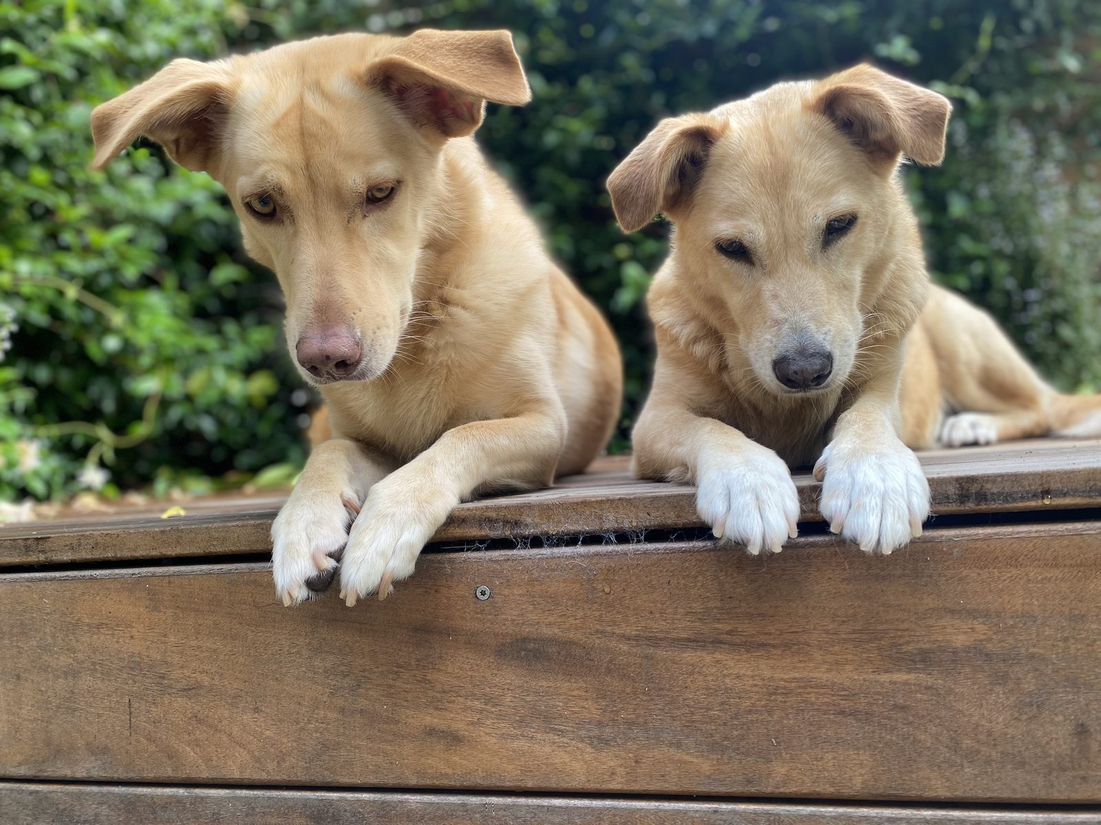 Zwei Hunde blicken freundlich in die Kamera