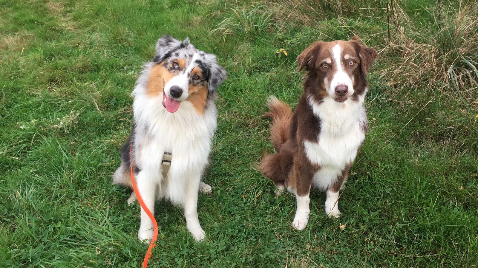 Zwei Hunde sitzen nebeneinander auf einer Wiese